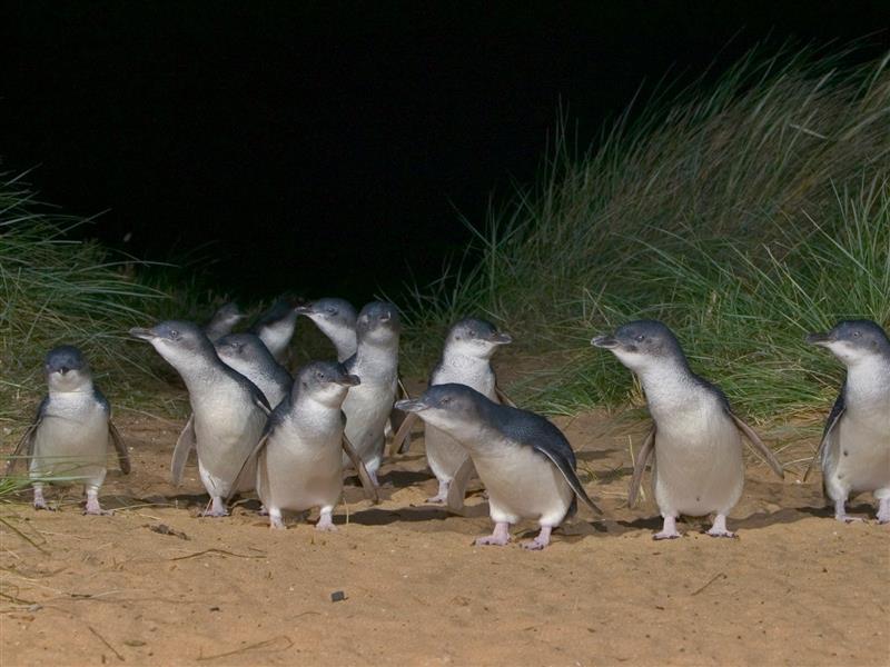 Group of penguins on beach at the Penguin Parade