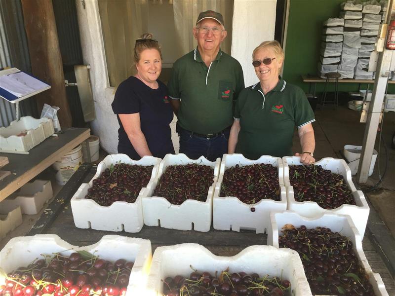 Bill, Lois & Tammi with boxes of cherries in the packing shed