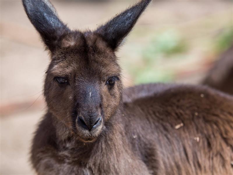 Kangaroo Island Kangaroo