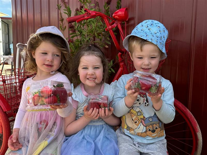 Children Strawberry Picking Berry Dairy