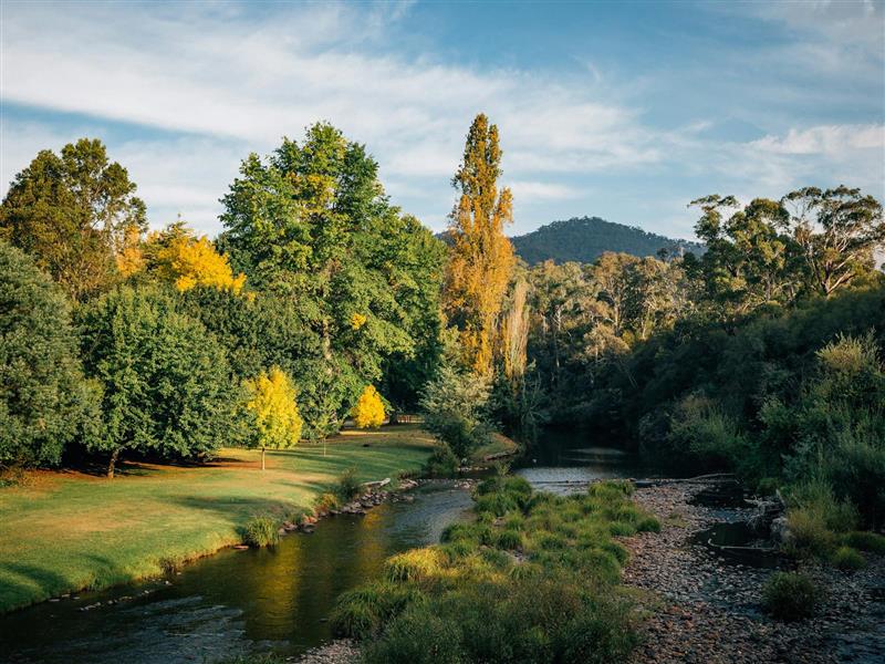 Jamieson significant tree walk