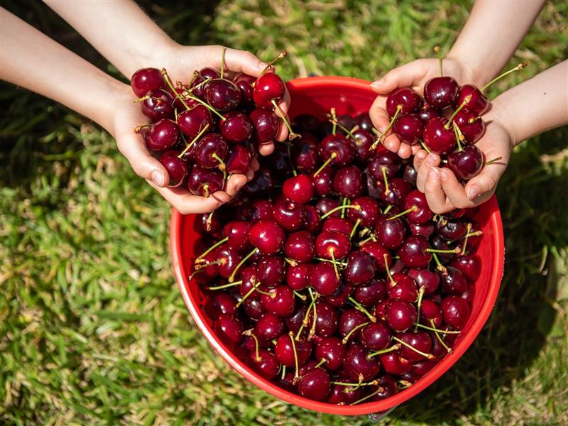 Bucket full of cherries