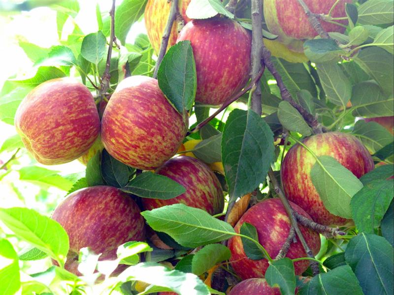 Paynes Orchards pick your own apples