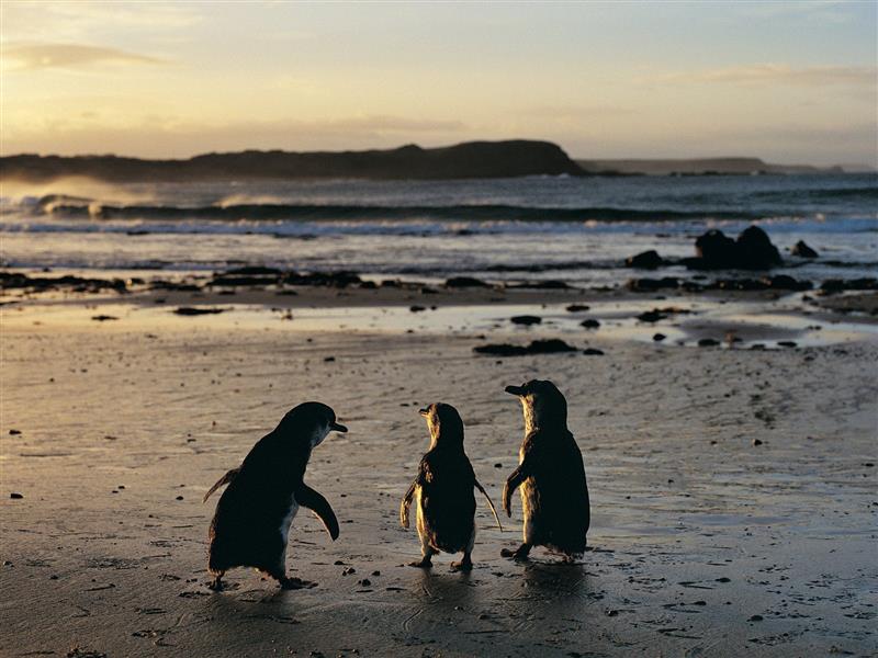 Phillip Island Nature Park - Penguin Reserve, National Geographic vv135400-56