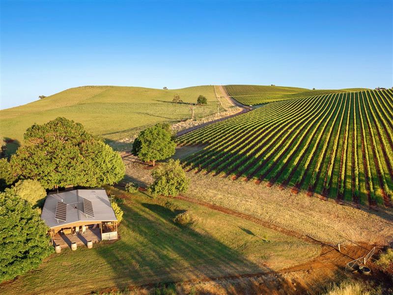 Mt Bellevue King Valley