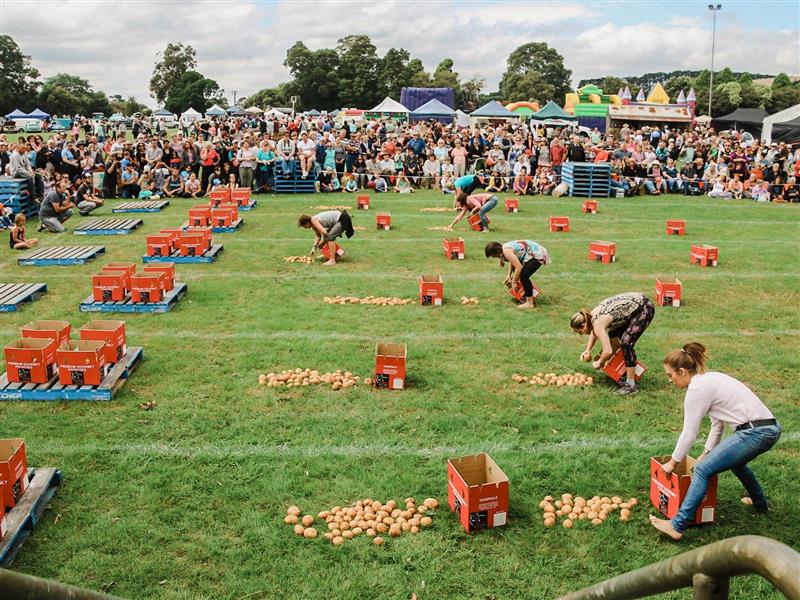 Potato Picking Competetion Farm Events Spuds