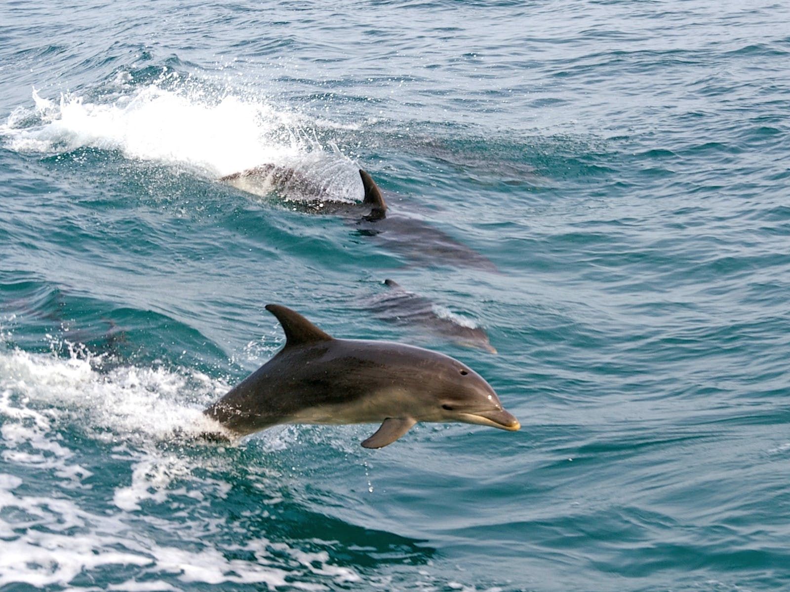 Dolphins frollicking beside Searoad Ferries