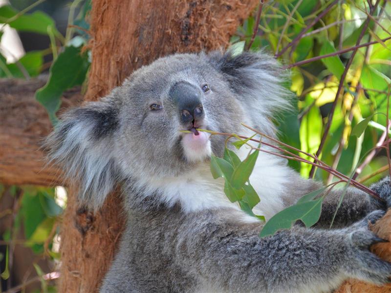koala