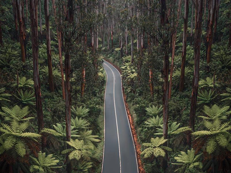 Black Spur Drive, Yarra Valley & Dandenong Ranges, Victoria, Australia