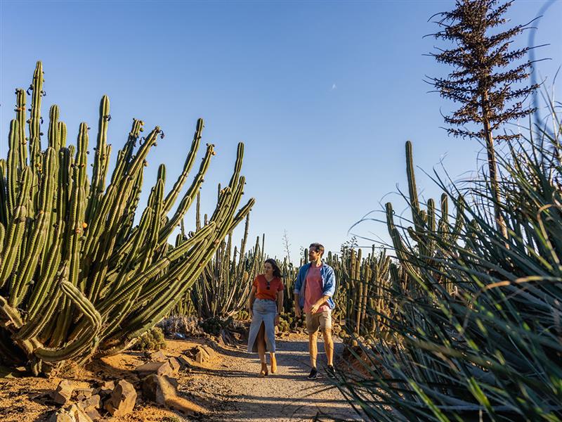 Cactus Country, The Murray, Victoria