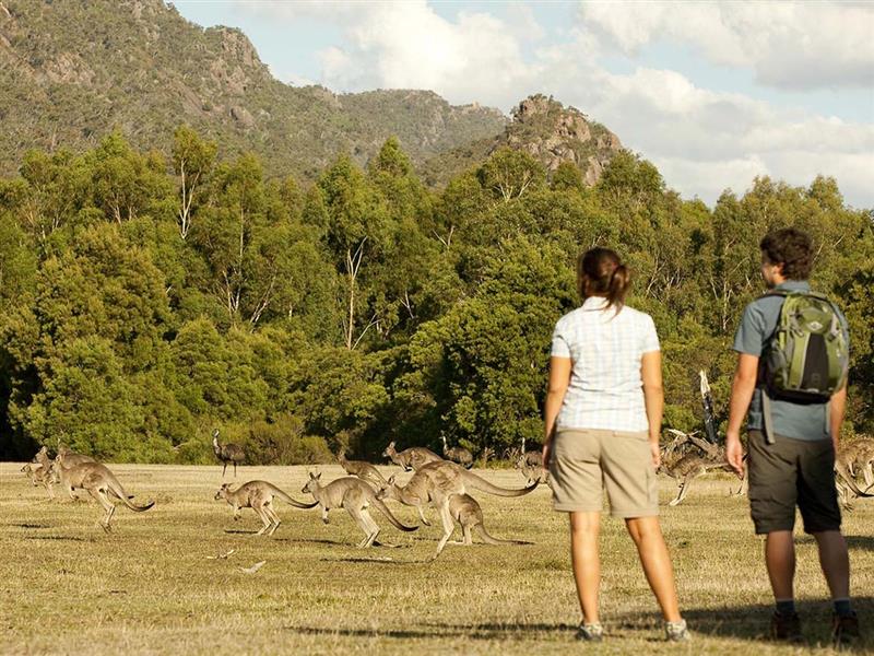 Couple watching kangaroos in the wild, Grampians, Victoria, Australia