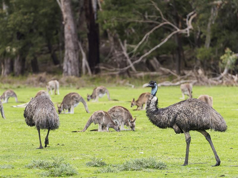 Emus and kangaroos, Grampians National Park