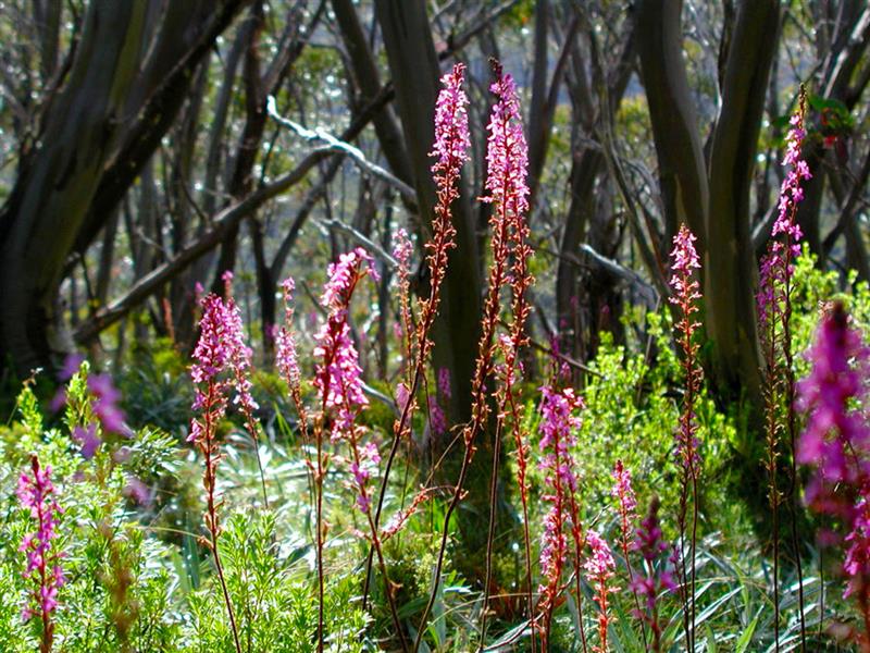 Wildflowers along Great Walhalla Alpine Trail, Gippsland, Victoria, Australia