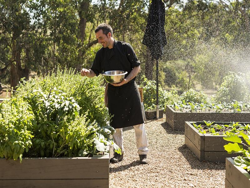 Green Olive at Red Hill, Mornington Peninsula