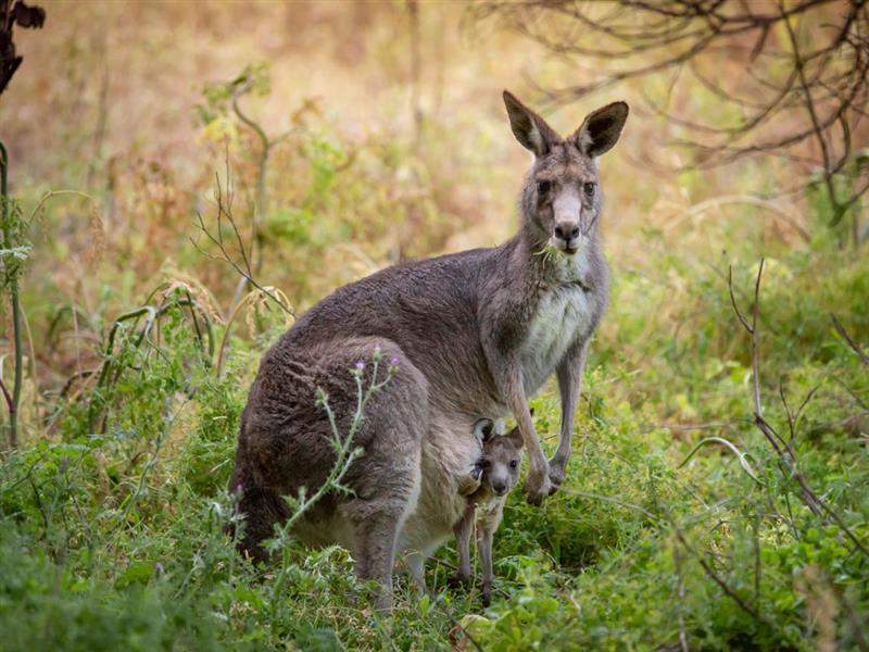 Kangaroos at Tower Hill Wildlife Reserve, Great Ocean Road, Victoria, Australia