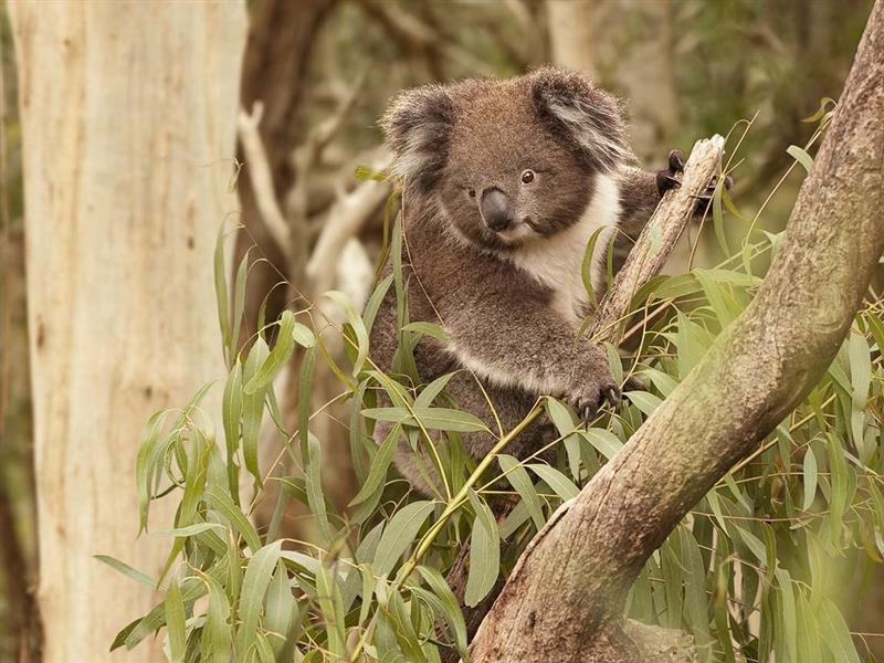 Koala, Phillip Island, Victoria, Australia