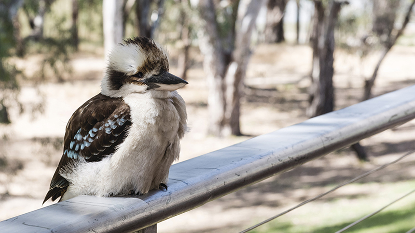 Kookaburra. Photo by Emily Godfrey.