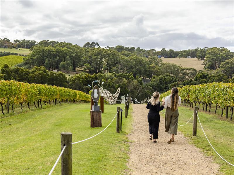 Walking through vineyards at Montalto, Red Hill, Mornington Peninsula, Victoria, Australia