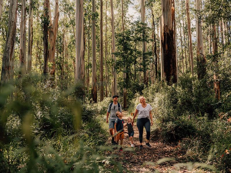 Morwell River Falls Reserve, Gippsland, Victoria