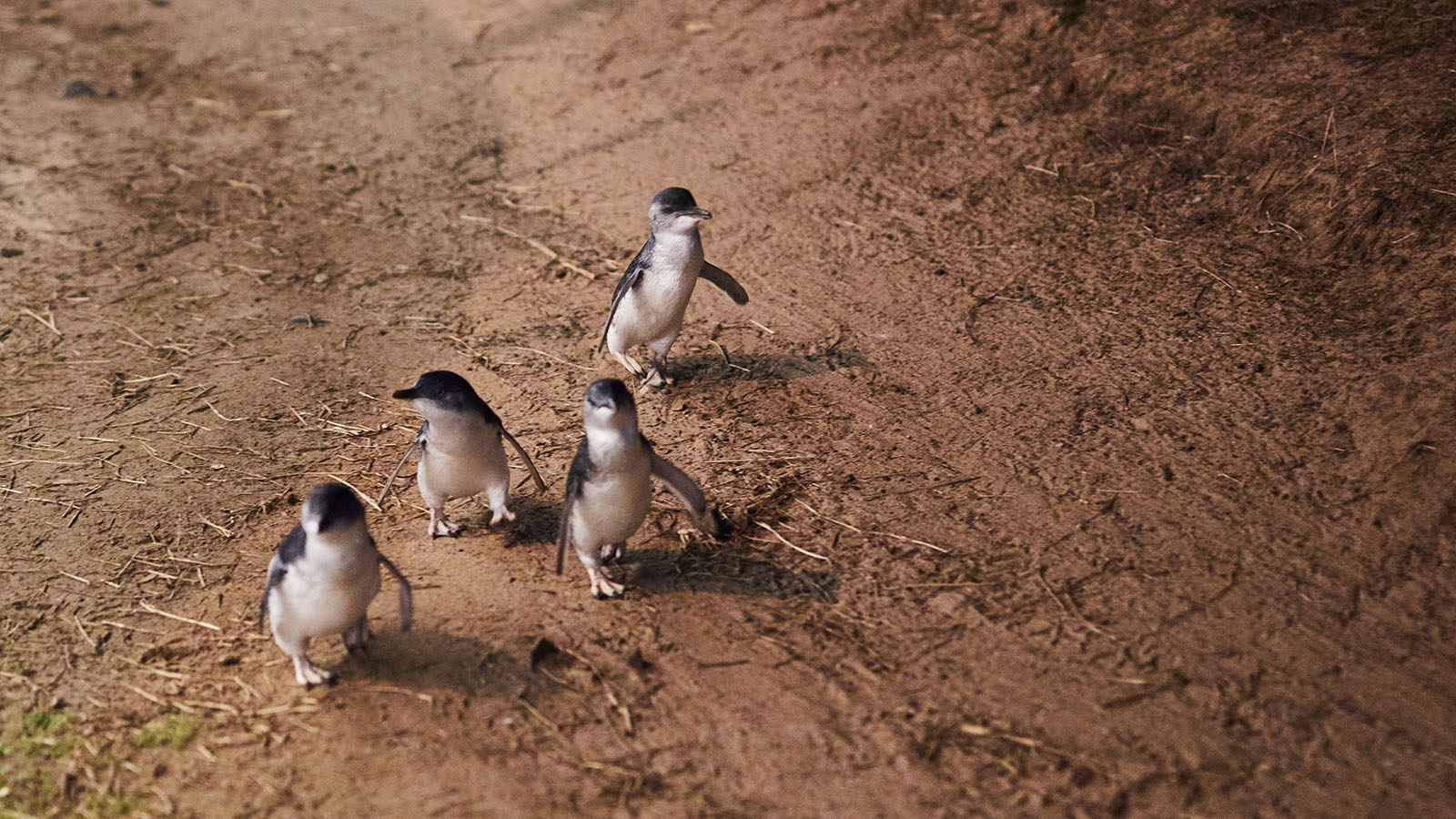 phillip island penguin parade, victoria