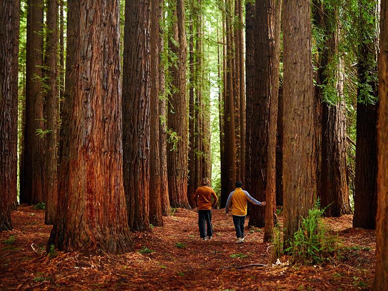 Redwood Forest, Warburton, Victoria