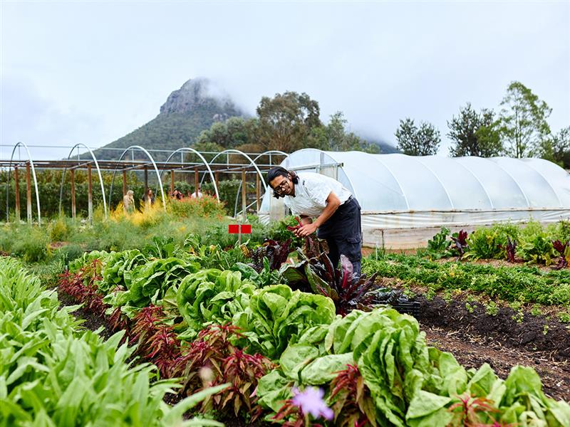Kitchen gardens at the Royal Mail Hotel, Dunkeld, Grampians, Victoria, Australia