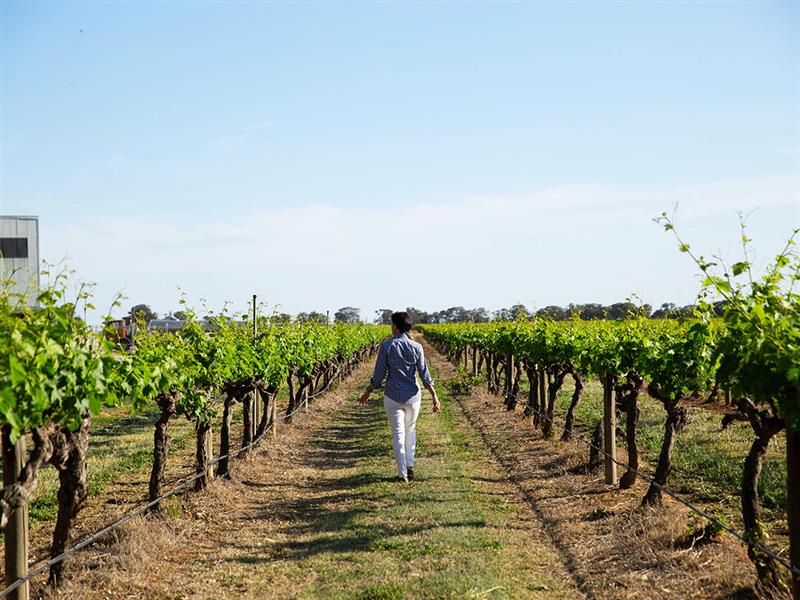 Campbells Wines, Rutherglen, Victoria, Australia