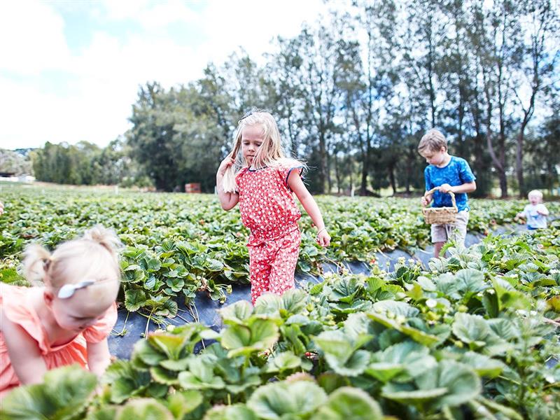 Sunny Ridge Strawberry Farm, Mornington Peninsula, Victoria, Australia