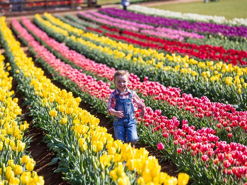 Tesselaar Tulip Festival, Yarra Valley & Dandenong Ranges, Victoria