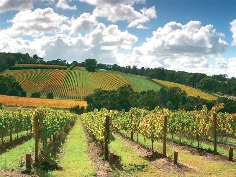 Tuck's Ridge, Red Hill, Mornington Peninsula, Victoria, Australia